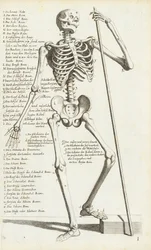 Anatomisk studie av det mänskliga skelettet av Carlo Cesi