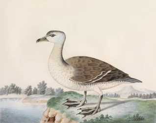 Java Duck (akvarell på veläng, inskriven med titel)