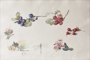 Höstens frukter och blommor, 2007 (wc på papper)