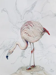 Flamingo (penna och wc på papper)