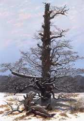 Vinterlandskap (naket träd)