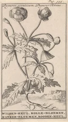 Vallmo Papaver erraticum, Papaver Rhoeas / Wilden-heul. Kolle blommor. Cancer blommor. Roodenheul (titel på objekt)