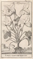 leverört Hepetica / Noble-Liver-Herb (titel på objekt)