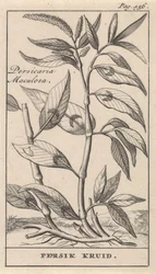 persika krydda Persicaria Maculosa / Persik Herb (titel på objekt)