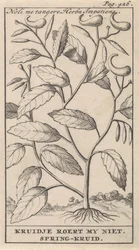 vårört Noli me tangere, Herba Impatiens / Kruidje rör mig inte. Vårört (titel på objekt)