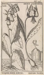 Titelsida och åtta tryck med blommor Foxglove och hundtand digitalis. Dens Caninus / Fingerhatt Ört. Hundtand (titel på objekt)