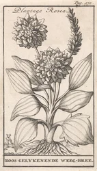 Titelsida och åtta tryck med blommor Weegbree Plantago Rosea / Roos gelykenende Weeg-bree (titel på objekt)
