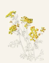 Fina gula blommor