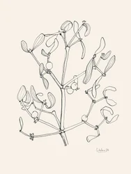 Julmistel – konturteckning