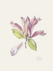 Rosa akvarellmagnolia