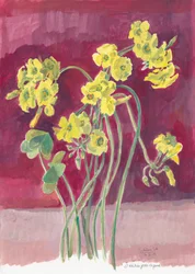 Ljusgul oxalis