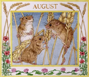 augusti (wc på papper)