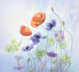 Färgglada, eteriska blommor