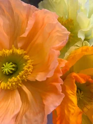 Komposition - Blommor, 2019 (foto)