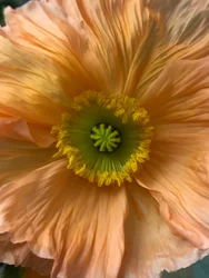 Komposition - Blommor, 2019 (foto)