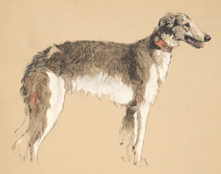 Borzoi, 1930, Illustrationer från hans skissbok använd för Just Among Friends, senare publicerad av Eyre och Spottiswoode Limited, 1934 (krita och kol på papper)