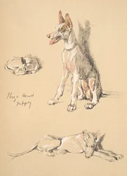 Ibiza Hound Puppy , 1930, Illustrationer från hans skissbok som används för Just Among Friends, Aldin, Cecil Charles Windsor (1870-1935), senare publicerad av Eyre och Spottiswoode Limited, 1934, Chalk and Ch