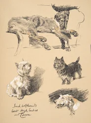 Irish Wolfhound, West Highlander and Cairn, 1930, illustrationer från hans skissbok som användes för "Just Among Friends", Aldin, Cecil Charles Windsor (1870-1935), senare utgiven av Eyre and Spottiswoode L