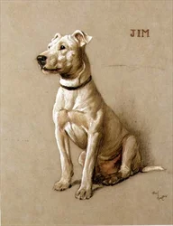 Jim, en bullterrier (krita på grått papper)