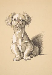 Peke, 1930, Illustrationer från hans skissbok som används för Just Among Friends, Aldin, Cecil Charles Windsor (1870-1935), senare publicerad av Eyre och Spottiswoode Limited, 1934, Chalk and Charcoal på papper
