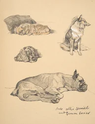 Peke, Collie, Spaniel och tysk boxare, 1930, Illustrationer från hans skissbok för "Just Among Friends", Aldin, Cecil Charles Windsor (1870-1935), Utgiven av Eyre och Spottiswoode Limited, 1934, C