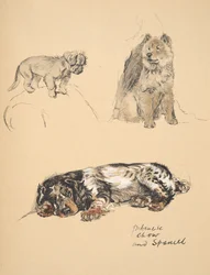 Pekinese, Chow och Spaniel, 1930, Illustrationer från hans skissbok som används för Just Among Friends, Aldin, Cecil Charles Windsor (1870-1935), senare publicerad av Eyre och Spottiswoode Limited, 1934, Chal