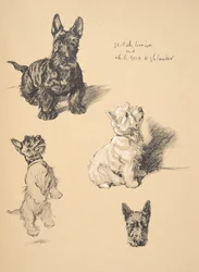 Scotch Terrier och White West Highlander, 1930, Illustrationer från hans skissbok använd för Just Among Friends, Aldin, Cecil Charles Windsor (1870-1935), senare publicerad av Eyre och Spottiswoode Limit