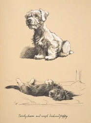 Sealyham and Rough Dachshund Puppy, 1930, Illustrationer från hans skissbok använd för Just Among Friends, senare publicerad av Eyre och Spottiswoode Limited, 1934 (krita och kol på papper)
