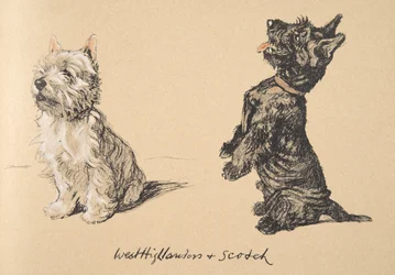 West Highlander and Scotch, 1930, Illustrationer från hans skissbok som användes för "Just Among Friends", Aldin, Cecil Charles Windsor (1870-1935), senare utgiven av Eyre and Spottiswoode Limited, 1934, Ch
