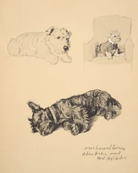 Wire-haired Terrier, Aberdeen och West Highlander, 1930, Illustrationer från hans skissbok som används för Just Among Friends, Aldin, Cecil Charles Windsor (1870-1935), senare publicerad av Eyre och Spottiswood