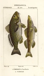 Shi trumma, Umbrina cirrosa 1 och cingle, zingel, zingel zingel 2