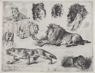 Studie av Lions