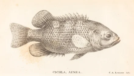 Cichla, Aeneas