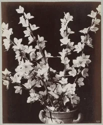 Blomstudie med Kölnkruka