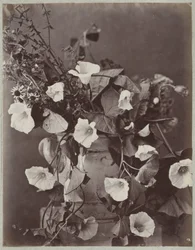 Blomstudie med Kölnkruka