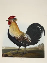Tupp, Phasianus, ur ”Ett urval brittiska fåglar”, utgiven 1835