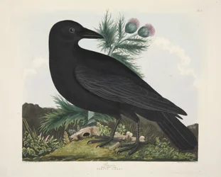 Korpsvart, Corvus Corai, från "A Selection of British Birds", pub. 1835 (handfärgad gravyr)