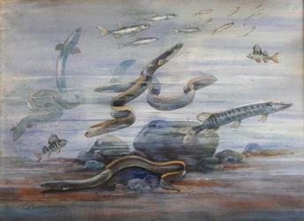 Havsfisk, ca 1907 (akvarell)