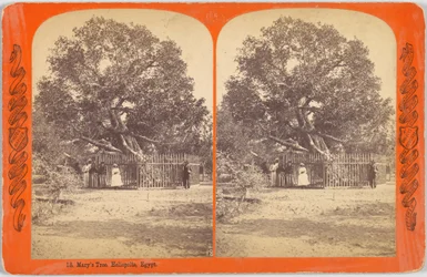 Marias träd. Heliopolis, Egypten