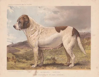 S:t Bernard "abbedissan".
