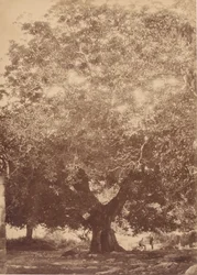 Kejsar Karl Vs valnötsträd, Yuste, 1858.