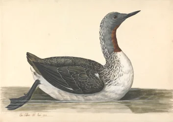 En dykare med röd hals, juni 1742