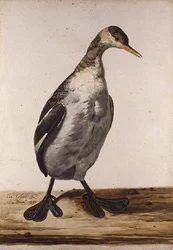 The Greater Loon (akvarell på papper)