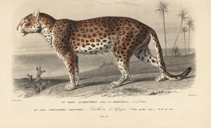 Leopard, från "Dictionnaire Universel d