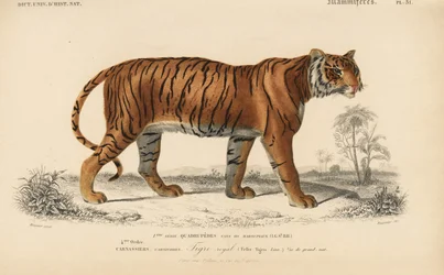 Royal Tiger, från "Dictionnaire Universel d