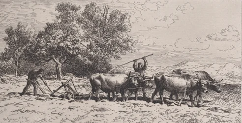 Team of Oxen, 1868.