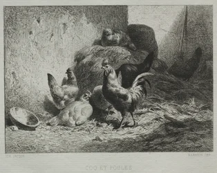 Tupp och hönor
