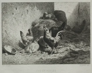 Tupp och hönor.