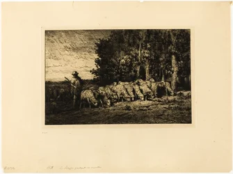 Flock av får vid kanten av en skog
