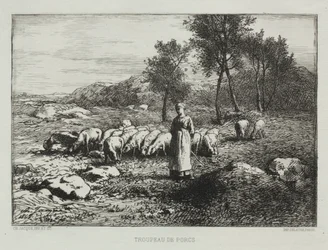 Svinflock